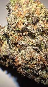 Greasy pink TERPY VIBES